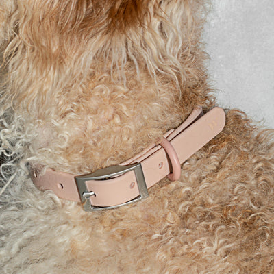 Wild One - Dog Collar - Blush