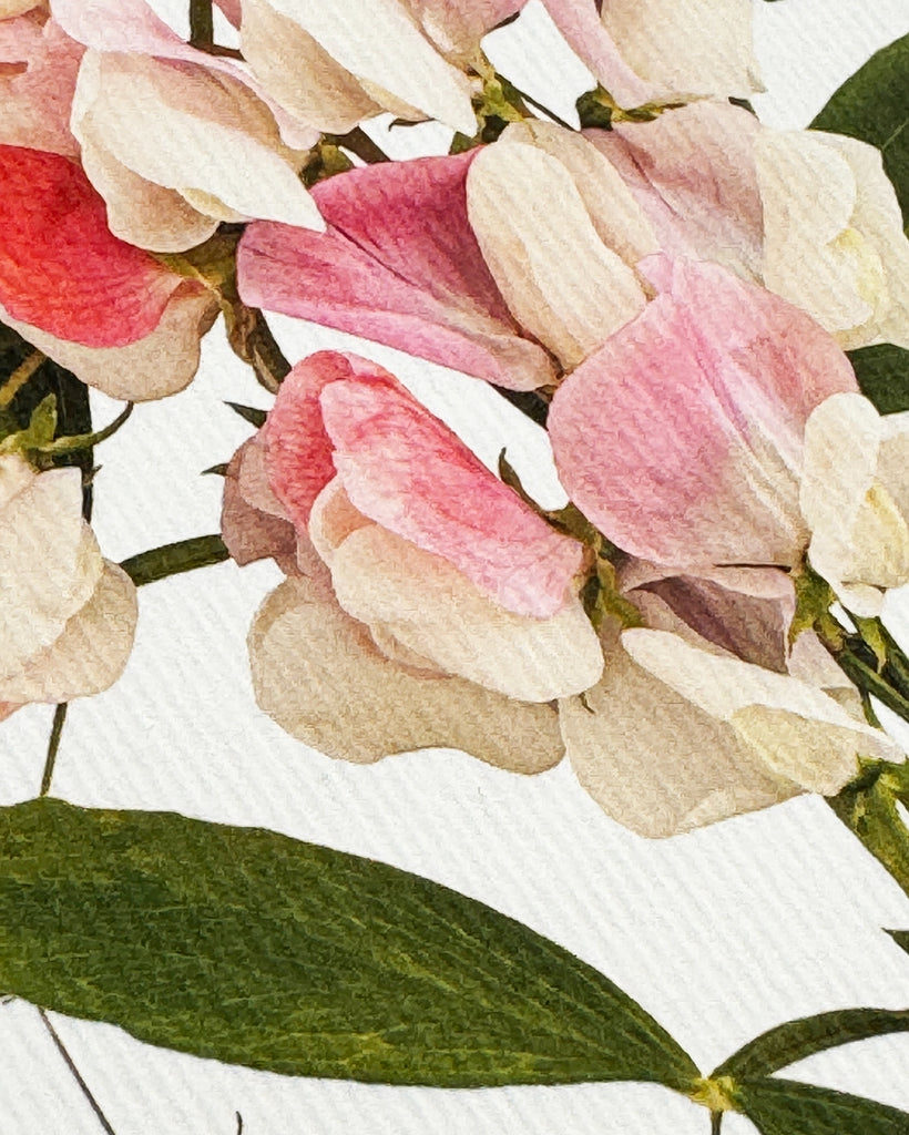 Card - Pink Sweet Peas