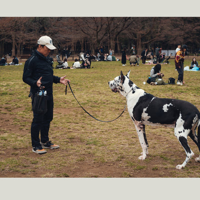 Dog's Best Friend