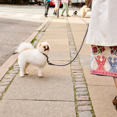 Braided Dog Leash - Lavender & Green