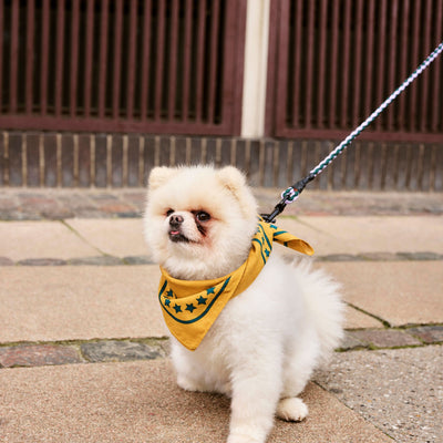 Braided Dog Leash - Lavender & Green