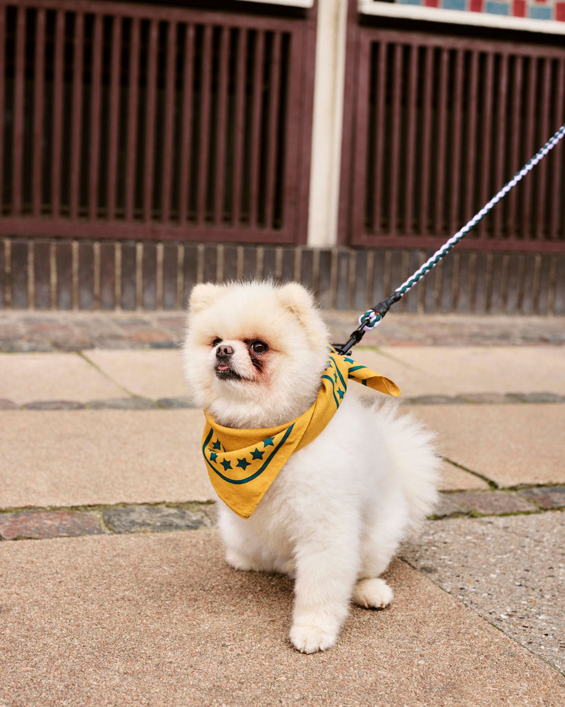 Braided Dog Leash - Lavender & Green