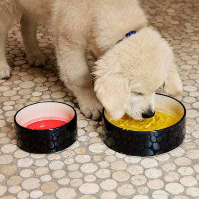 Dog Bowl - Navy