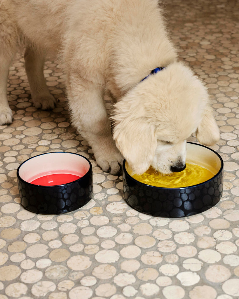Dog Bowl - Navy