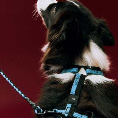 Dog Harness - Blue & Black
