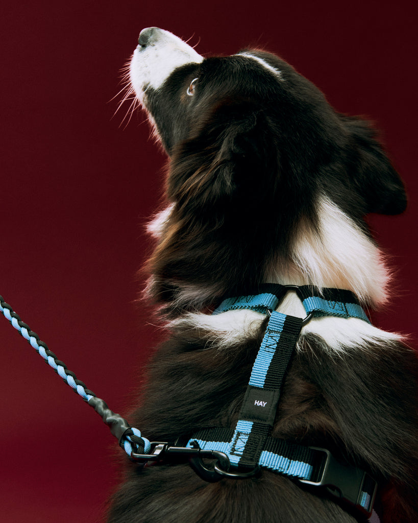 Dog Harness - Blue & Black