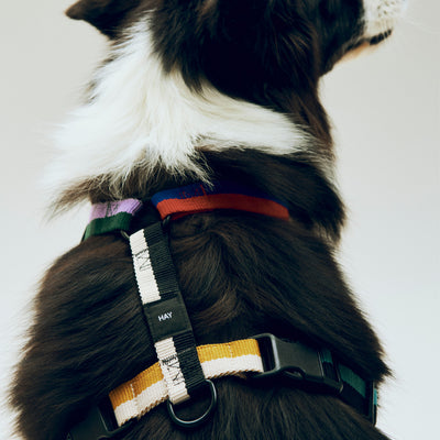 Dog Harness - Multicolour