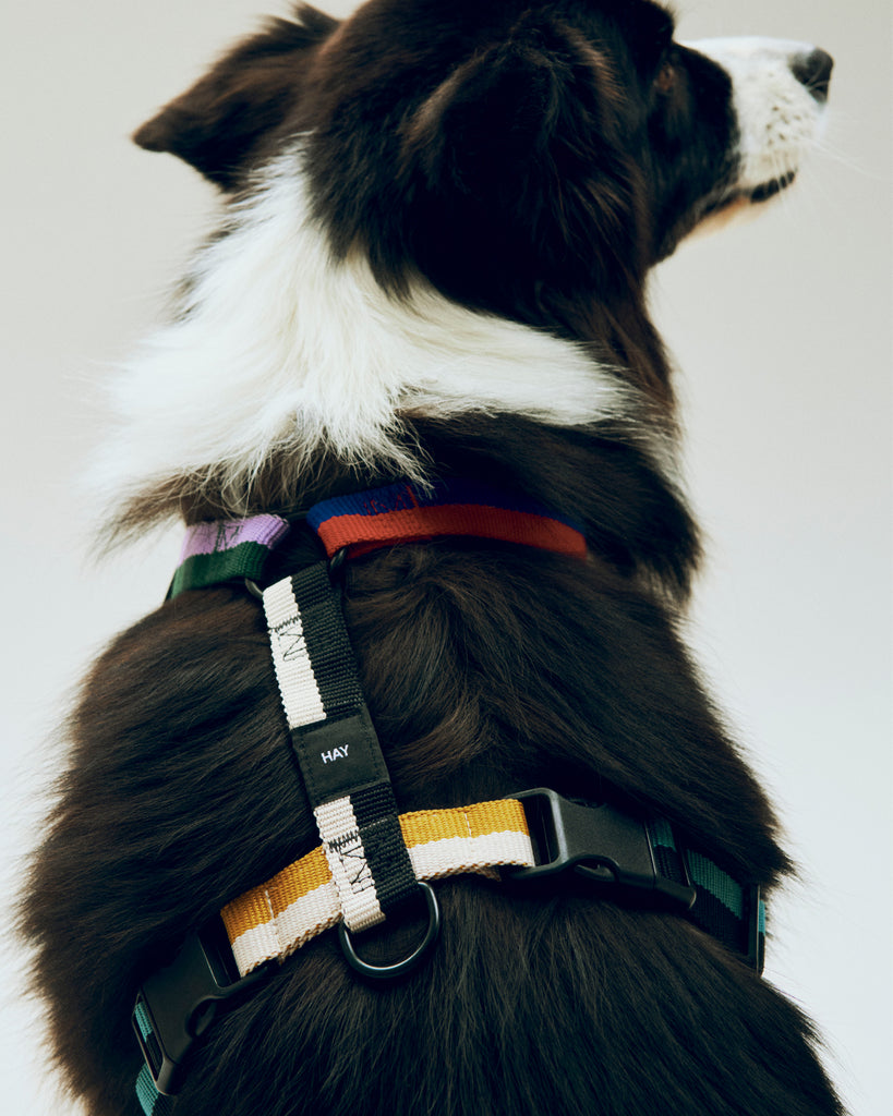 Dog Harness - Multicolour