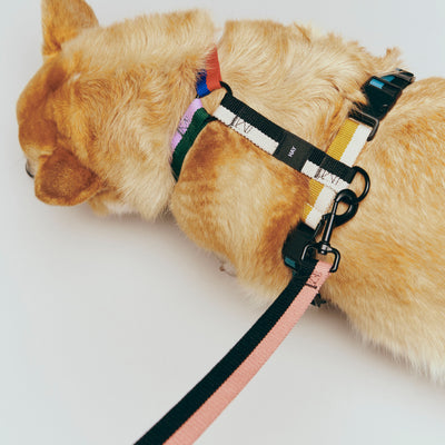 Dog Harness - Multicolour