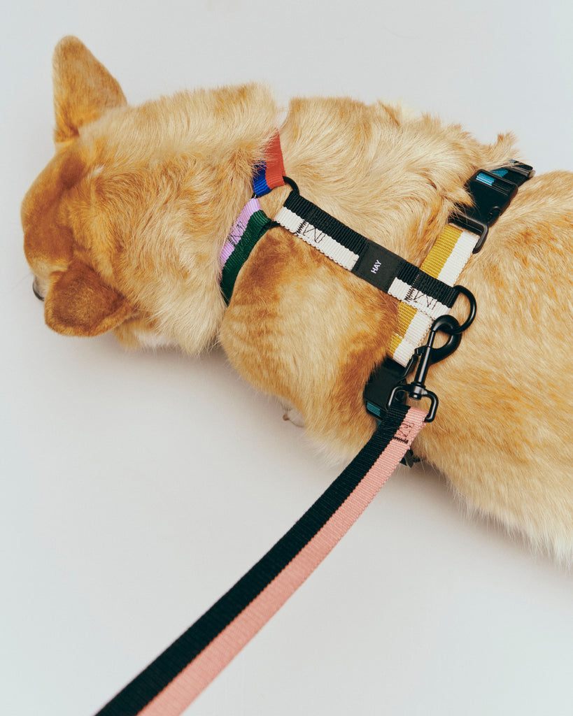 Dog Harness - Multicolour