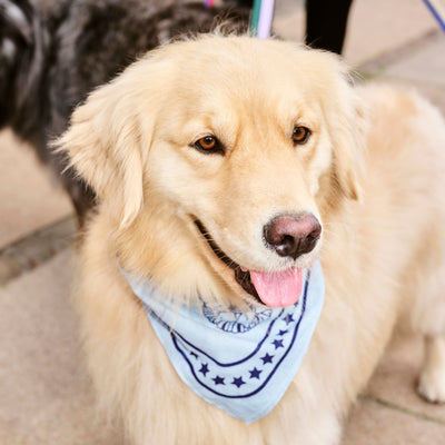 Dog Scarf - Blue
