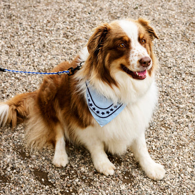Dog Scarf - Blue