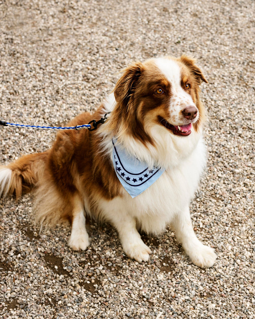 Dog Scarf - Blue