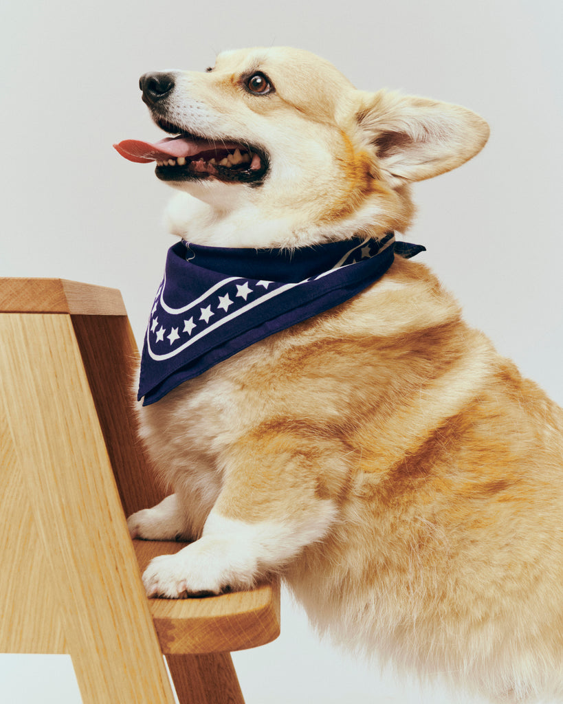 Dog Scarf - Navy