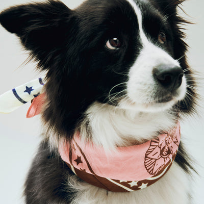 Dog Scarf - Pink