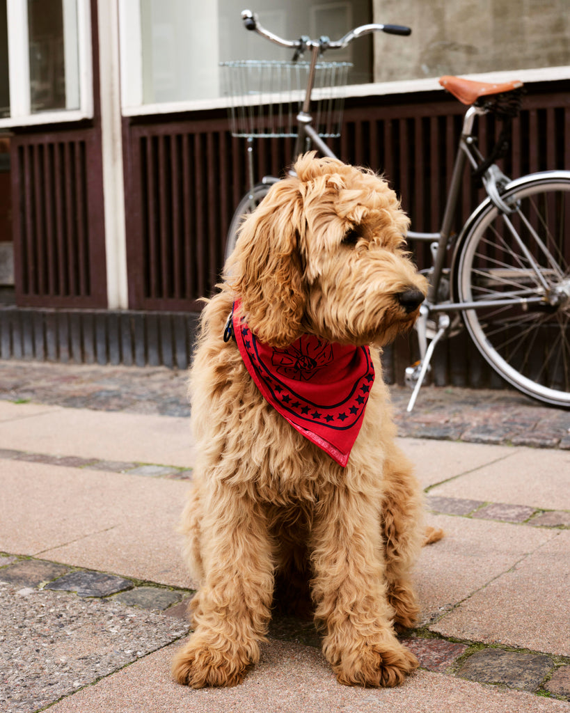 Dog Scarf - Red