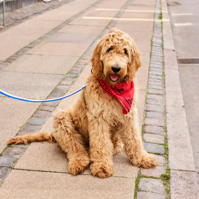 Dog Scarf - Red