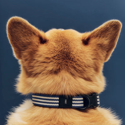Stripe Dog Collar - Blue & White