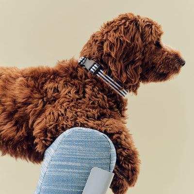 Stripe Dog Collar - Blue & White