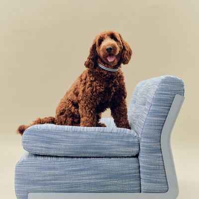 Stripe Dog Collar - Blue & White