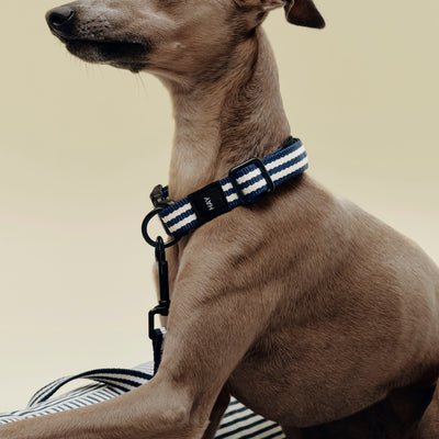 Stripe Dog Collar - Blue & White