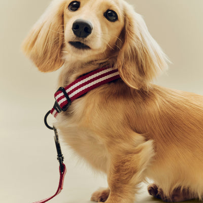 Stripe Dog Collar - Red & White