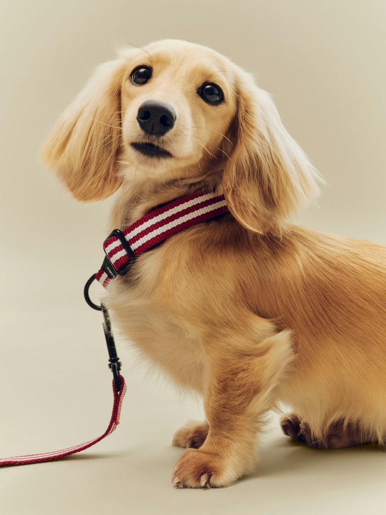 Stripe Dog Collar - Red & White