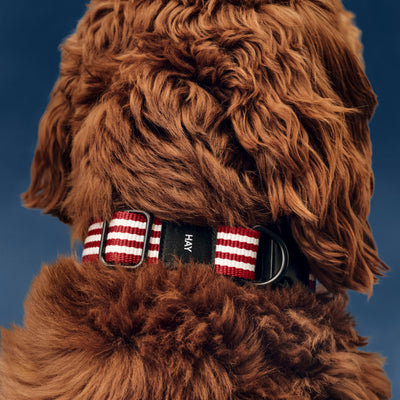 Stripe Dog Collar - Red & White