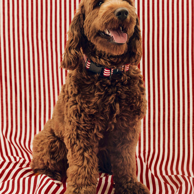 Stripe Dog Collar - Red & White