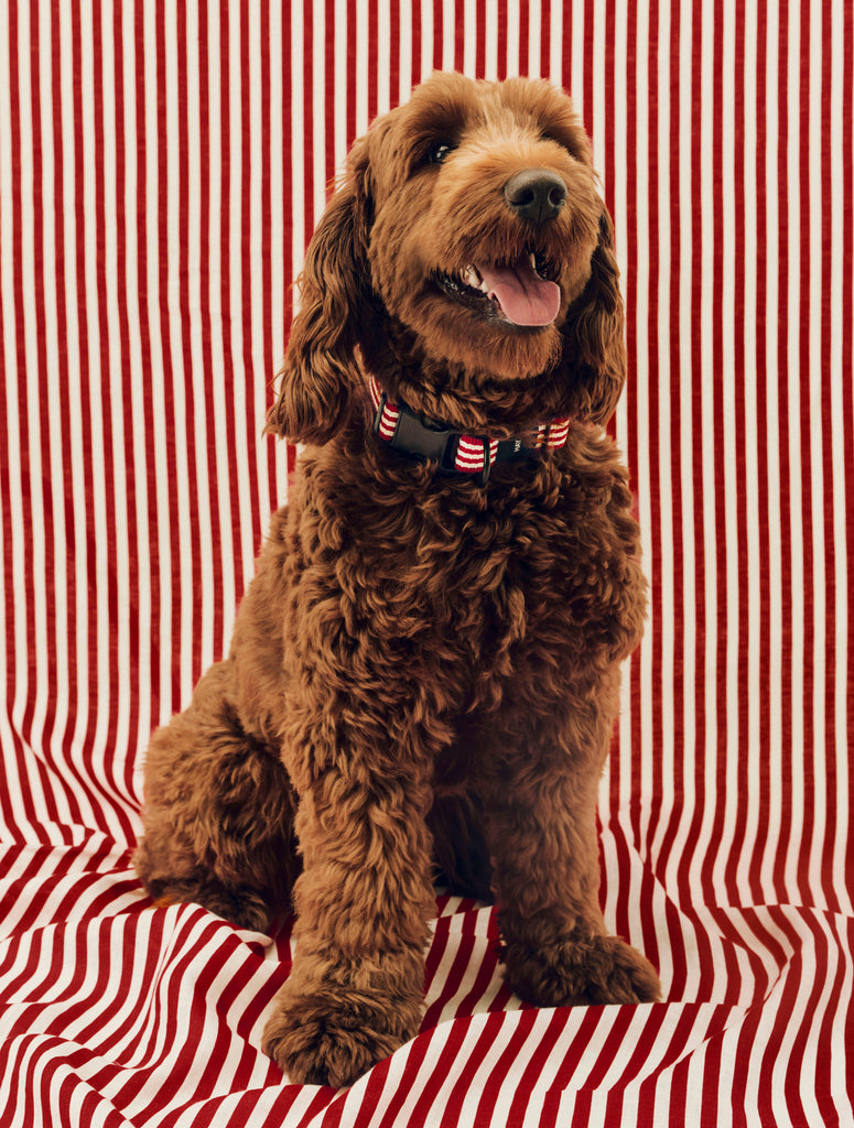 Stripe Dog Collar - Red & White