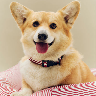 Stripe Dog Collar - Red & White