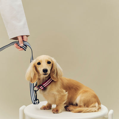 Stripe Dog Leash - Blue & White