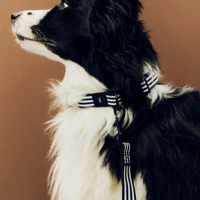 Stripe Dog Leash - Blue & White