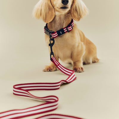 Stripe Dog Leash - Red & White