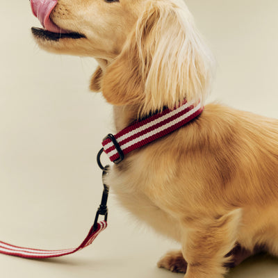 Stripe Dog Leash - Red & White
