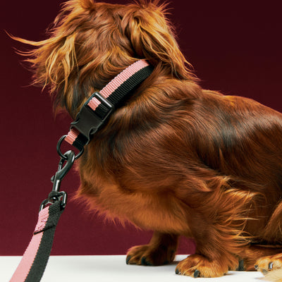 Two Tone Dog Collar - Pink & Black