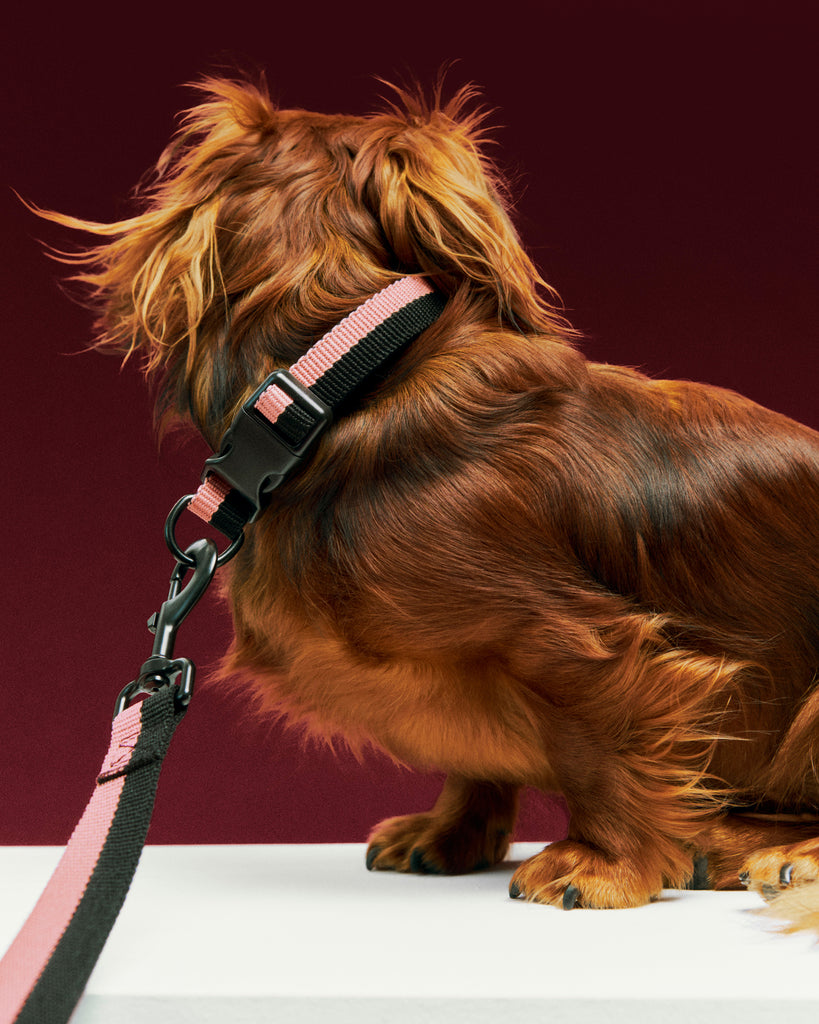 Two Tone Dog Collar - Pink & Black