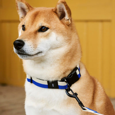 Two Tone Dog Collar - Blue & White