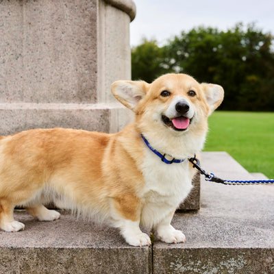 Two Tone Dog Collar - Blue & White