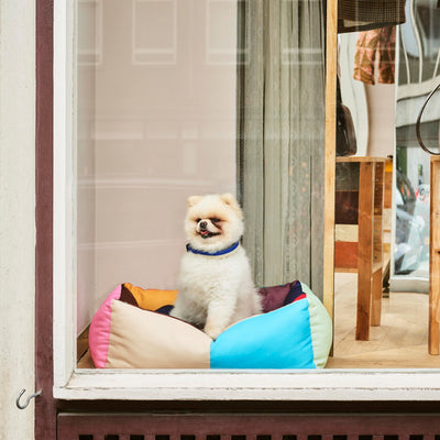 Two Tone Dog Collar - Blue & White