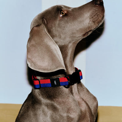 Two Tone Dog Collar - Red & Blue