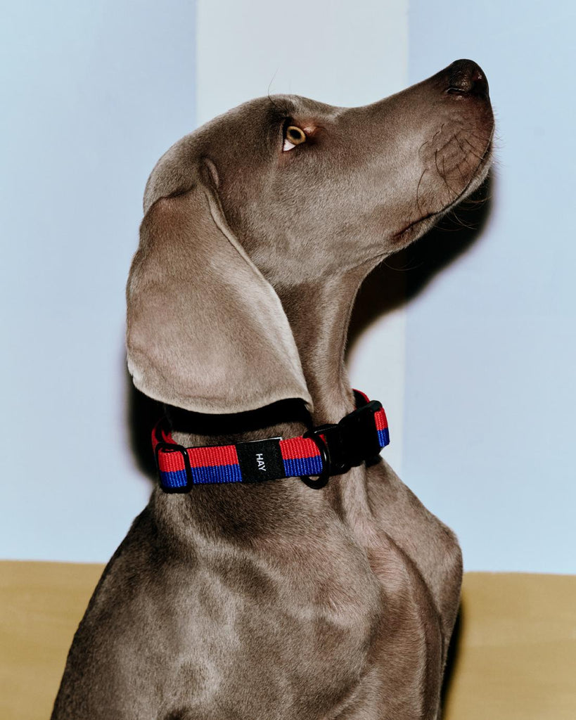 Two Tone Dog Collar - Red & Blue