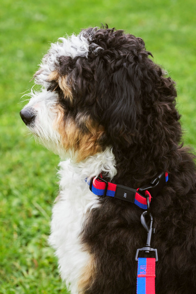 Two Tone Dog Collar - Red & Blue