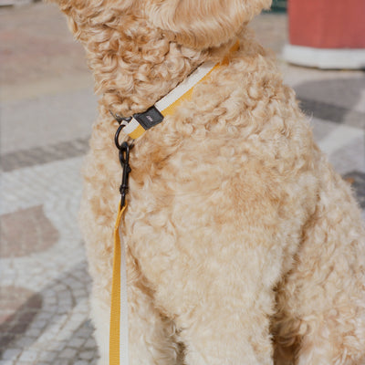 Two Tone Dog Collar - Yellow & White