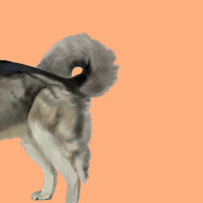 Heads & Tails - Dog Memory Cards