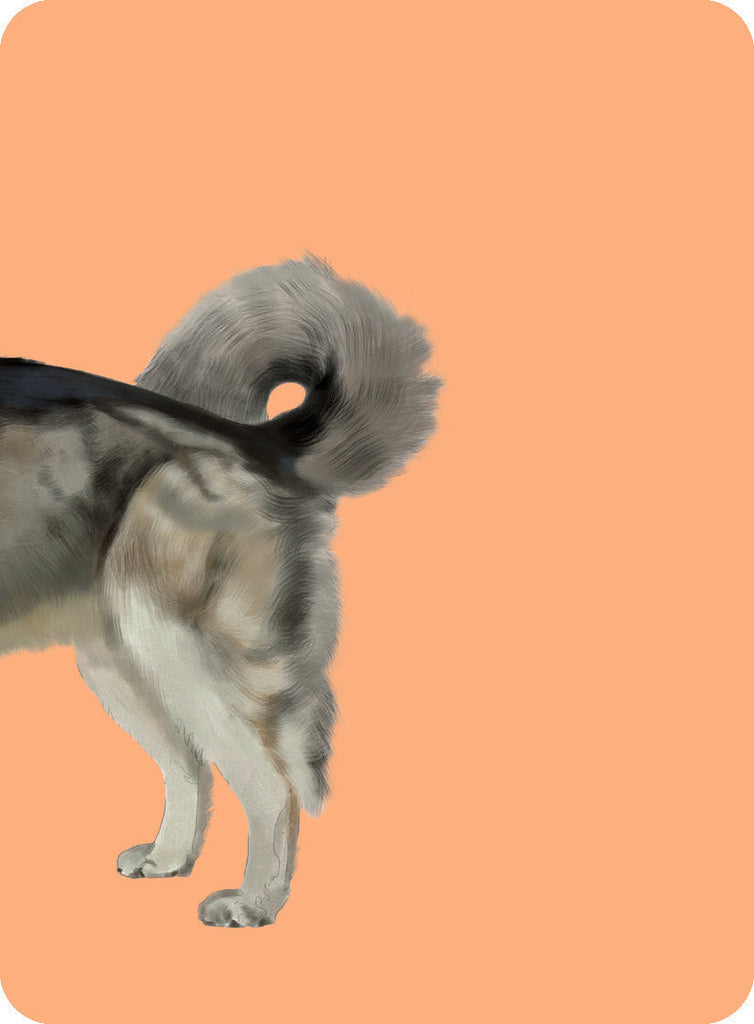 Heads & Tails - Dog Memory Cards
