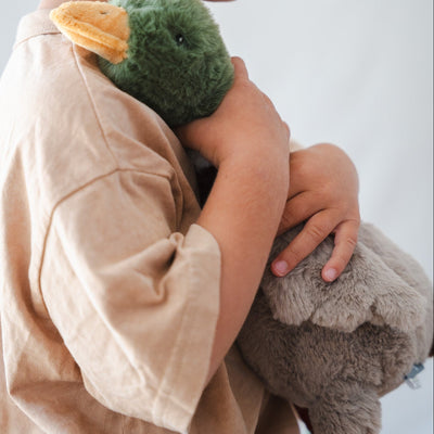 Hugo the Mallard Duck