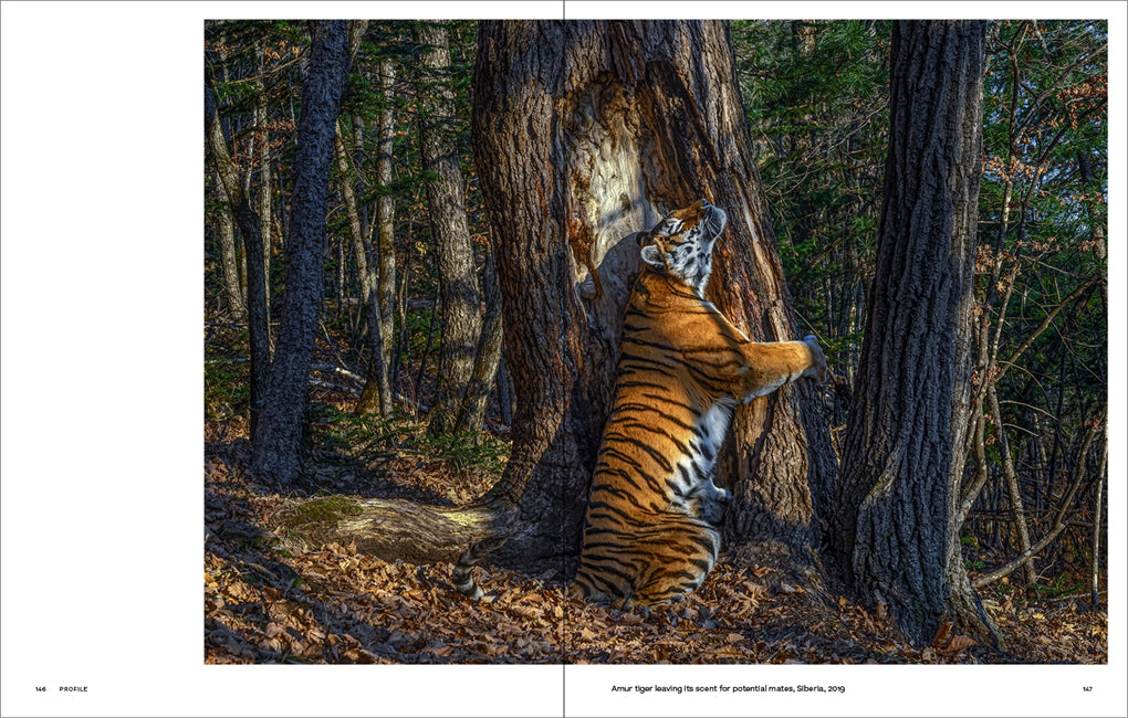 Why We Photograph Animals