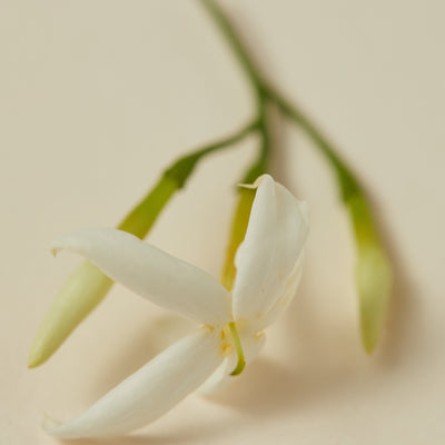 Natural Perfume Oil - Souq